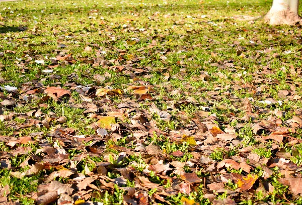 Ανοιχτή θέα πολλών ξηρών φύλλων πορτοκαλιού σφενδάμου στο πράσινο γρασίδι σε μια σκηνή μιας φθινοπωρινής ημέρας. Τα φύλλα έπεσαν στο έδαφος και η ηλιαχτίδα φωτίζει τη σκηνή. Οριζόντια φωτογραφία — Φωτογραφία Αρχείου