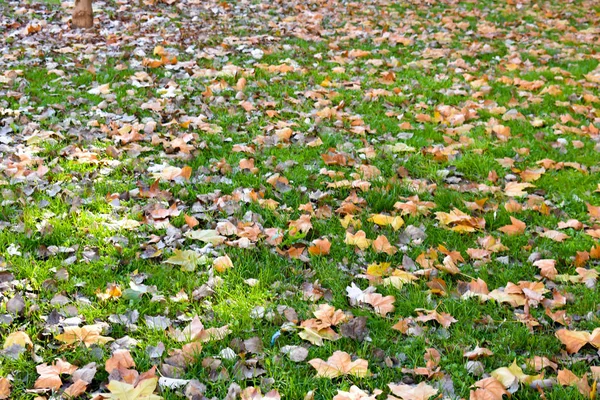 Nyitott kilátás sok száraz juharfa narancs levelek a zöld fű egy jelenet egy őszi napon. A levelek a földre hullottak, és a napsugár megvilágítja a helyszínt. Vízszintes kép — Stock Fotó