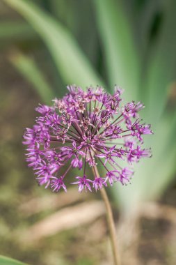 Allium