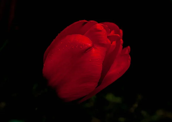 Gemme Tulipano Rosso Con Sfondo Nero — Foto Stock