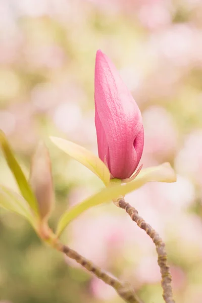 Magnolia bud — Stock fotografie