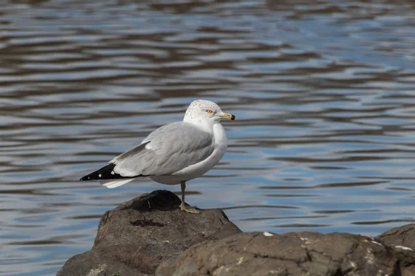 Ring-Billed の海カモメ — ストック写真