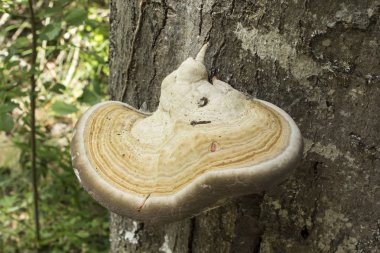 El hongo Piptoporus betulinus vive casi exvamente en los arboles de abedul. Tambien reciben el nombre de hongo de la 