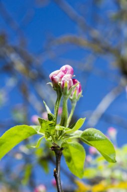 Elma çiçeği Malus domestica