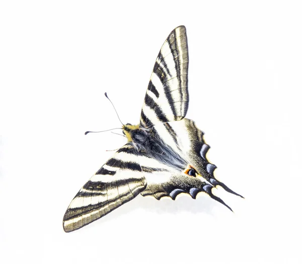 Motyl Makao Papilio Machaon — Zdjęcie stockowe