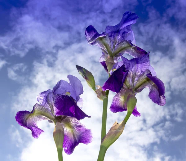 Blue Lily Flowers Iris germanica