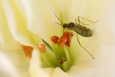 Makro fotoğrafçılık bitkinin yaprak biti