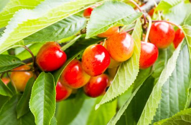 Kiraz Prunus cerasus P. Avium