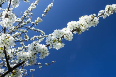 Kiraz çiçeği Corimbo Prunus cerasus