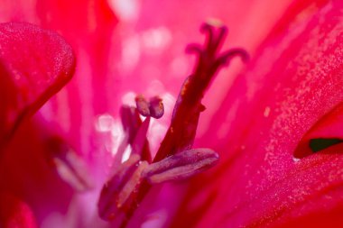 soyut bir makro çiçek