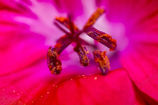 Rekeninguittreksels Als Bewijs Van Een Macro Bloem Rechtenvrije Stockfoto's