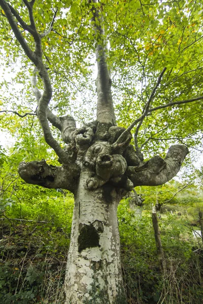 Hêtre Commun Gardien Forêt — Photo