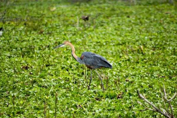 Garza Nel Parco Nazionale Del Lago Naivasha — Foto Stock