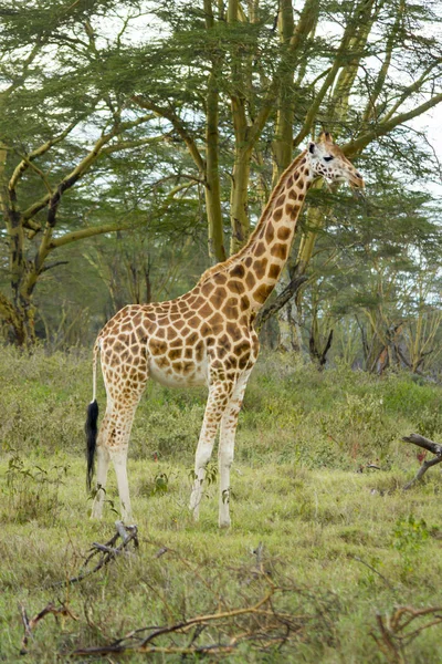 Girafe Dans Parc National Lac Naivasha — Photo