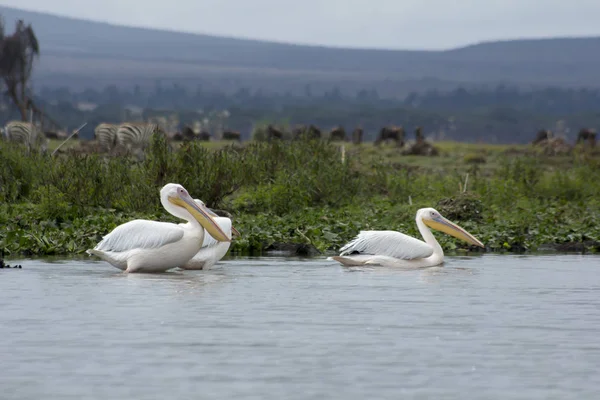 Pelicanos Parque Nacional Lago Naivasha — Fotografia de Stock