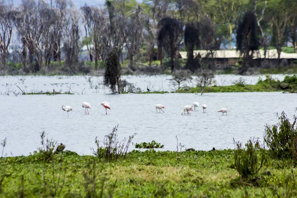 Flamingos Lake Naivasha Nationalpark — Stockfoto