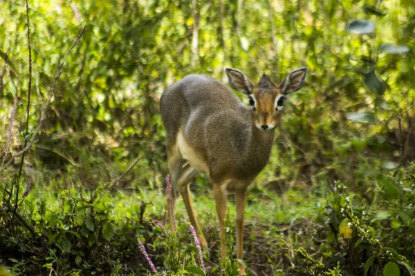 Dik Dik Naivasha — 스톡 사진