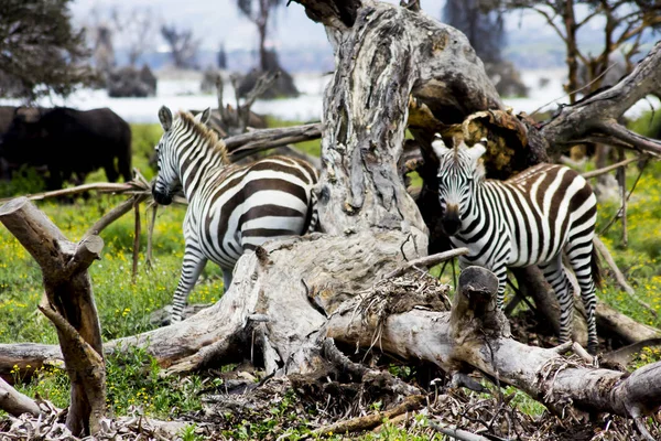 Zebra Het Naivasha Meer Nationaal Park Rechtenvrije Stockafbeeldingen