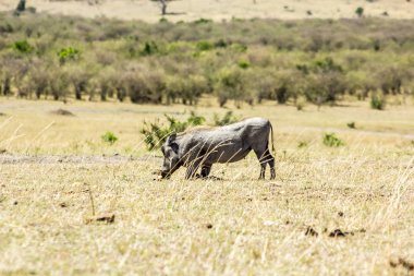 Afrika domuzu Massai Mara 'da besleniyor.