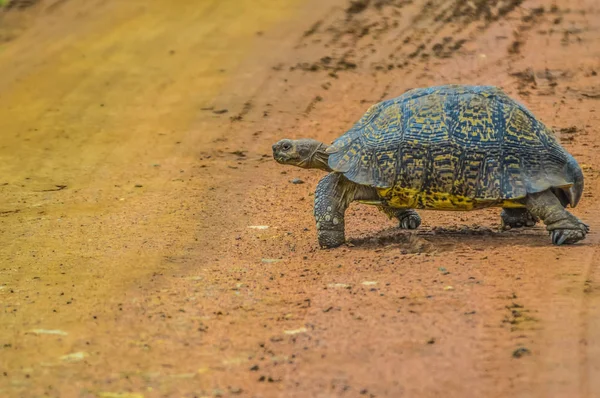 Sevimli küçük leopar kaplumbağa oyunu rese toprak yol üzerinde tarama — Stok fotoğraf