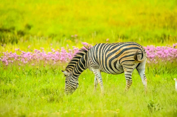 Прекрасная африканская зебра Бурчелла в африканском заповеднике — стоковое фото