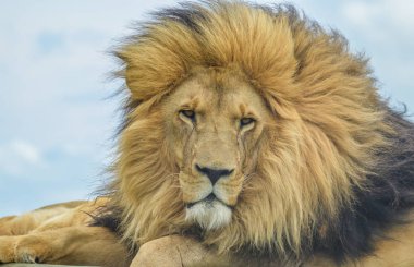 Güney Afrika Safari sırasında görkemli genç kahverengi aslan portre