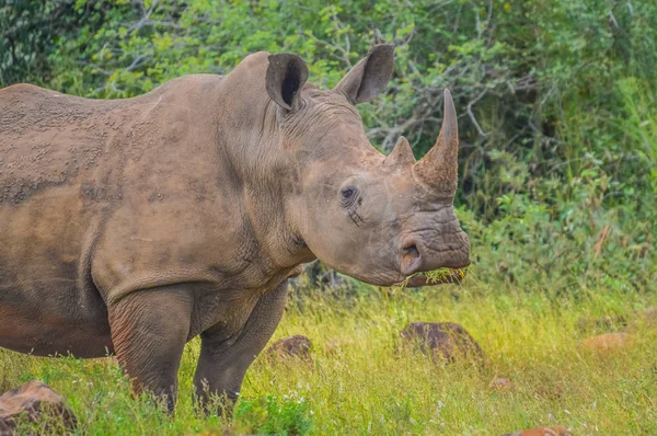 Muž býk roztomilý White Rhino nebo nosorožce v game reserve v tak — Stock fotografie