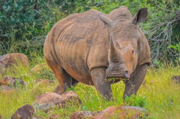 Oyun bir rezerv sevimli Beyaz Rhino veya gergedan erkek boğa çok