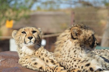 Güney Afrika'da bir oyun yedek bir safari sırasında bir genç sevimli Cheetah portre