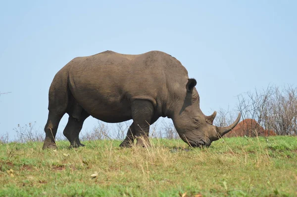 Macho toro lindo rinoceronte blanco o rinoceronte en una reserva de caza en Sudáfrica — Foto de Stock