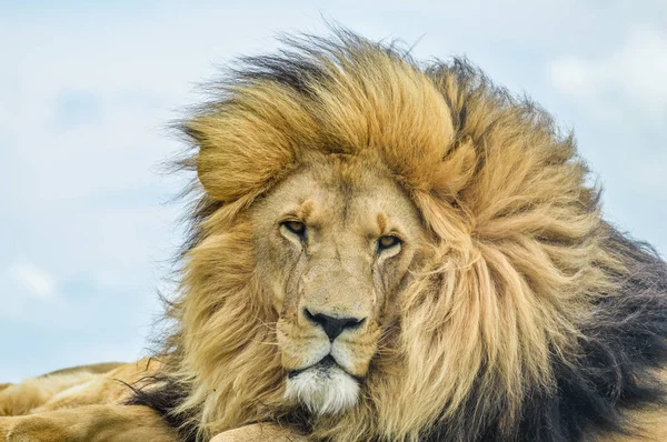 Nahaufnahme eines majestätischen jungen braunen Löwen während einer südafrikanischen Safari — Stockfoto