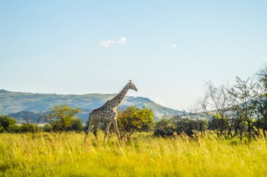 Bushveld bir oyun yedek otantik gerçek Güney Afrika safari deneyimi