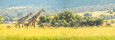 Bushveld bir oyun yedek otantik gerçek Güney Afrika safari deneyimi