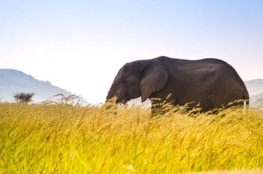 Afrika'da bir oyun yedek uzun otların içinde otlatma izole genç musth fil