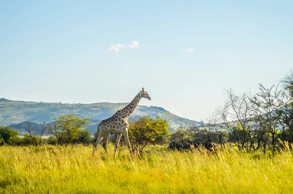 Bushveld bir oyun yedek otantik gerçek Güney Afrika safari deneyimi