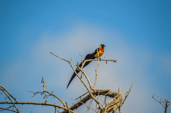 Pájaro viudo de cola larga posado sobre un árbol en una reserva de caza en Sudáfrica —  Fotos de Stock