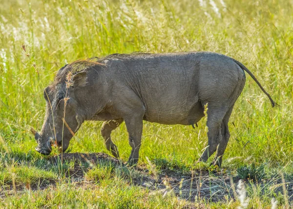 Schattig Afrikaanse warthog in een wildpark in Zuid-Afrika — Stockfoto