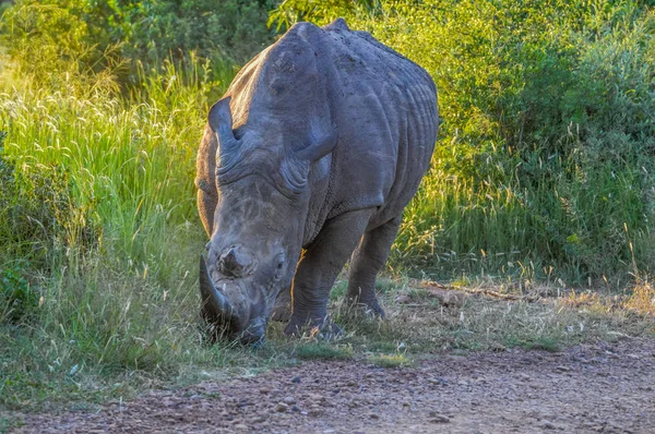 Alerta y carga de macho blanco Rhino o rinoceronte en una reserva de caza durante un safari en Sudáfrica — Foto de Stock