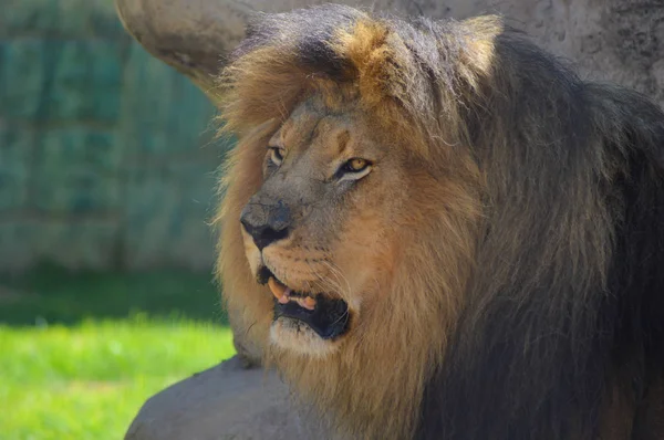 Ein süßer großer brauner Löwe entspannt sich in einem Wildreservat in Südafrika — Stockfoto