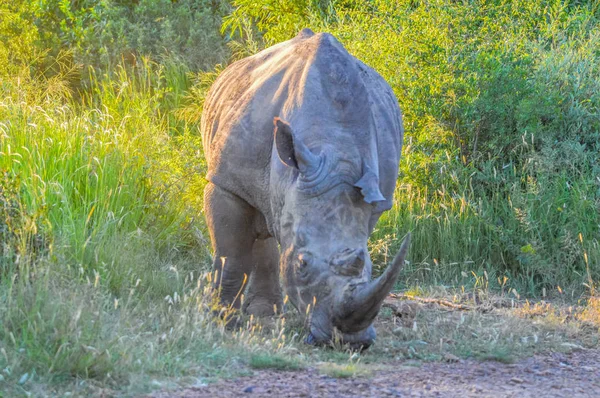 Alert and charging male bull white Rhino or Rhinoceros in a game reserve during safari in South Africa