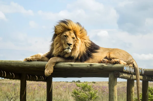 Fechar-se de um majestoso leão marrom jovem durante um safari sul-africano — Fotografia de Stock