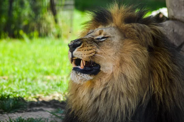 Roztomilý velký hnědý Lev relaxační hry rezervy v Jižní Africe — Stock fotografie