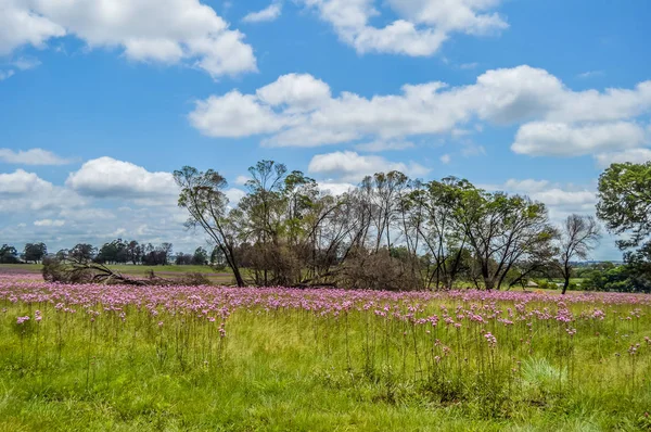 Beautiful Rietvlei nature reserve near Pretoria and Centurion lined with purple pompom weeds (Campuloclinium macrocephalum)root system