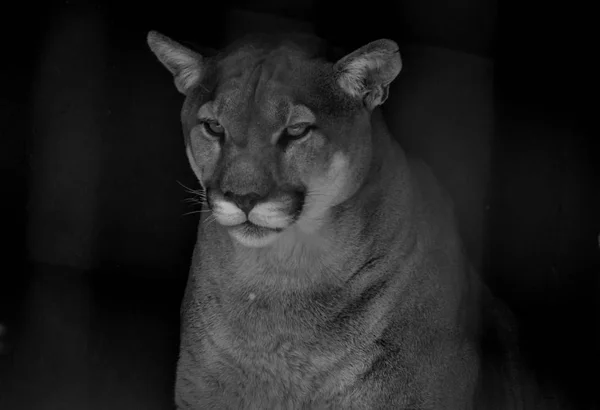 Puma clearance noir afrique