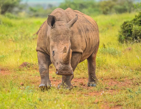Портрет милого быка белого носорога или носорога в группе — стоковое фото