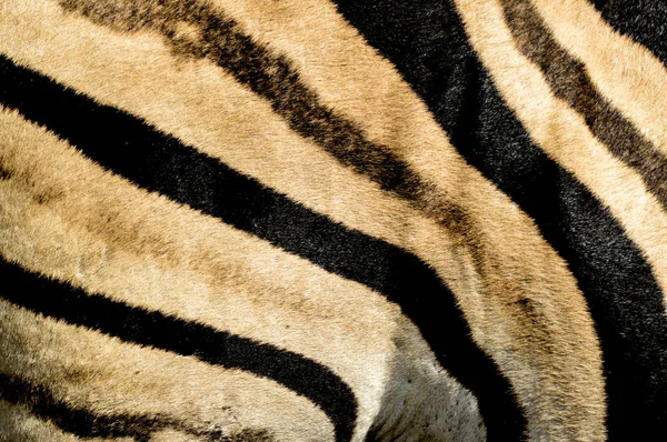 Design de impressão Zebra e padrão sem costura em preto e branco e cores — Fotografia de Stock