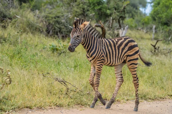 Bir oyun rezerv sevimli ve küçük çizgili Zebra bebek veya buzağı — Stok fotoğraf