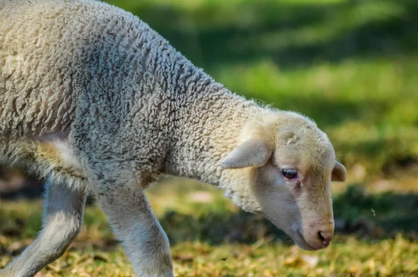 Cute Małe Dziecko Owce Lub Jagnięcina Daje Poboczne Stwarzają Farmie — Zdjęcie stockowe