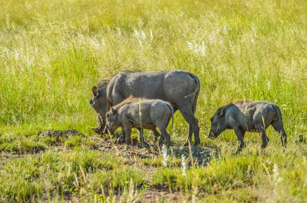 Lindo jabalí africano en una reserva de caza en Sudáfrica — Foto de Stock