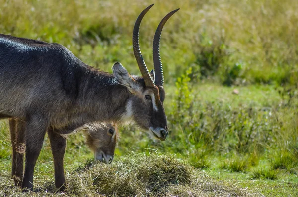 Familia de antílopes waterbuck o water buck en una reserva natural sudafricana —  Fotos de Stock